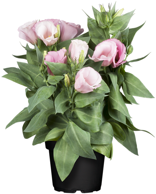 Eustoma , Bauchblume