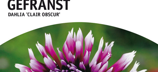 Dahlien Clair Obscur x1