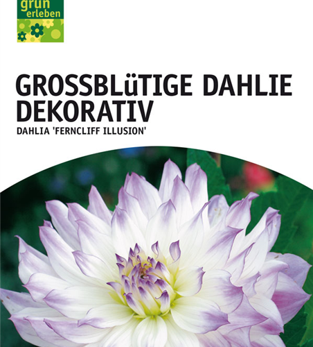 Dahlien Ferncliff Illusion x1