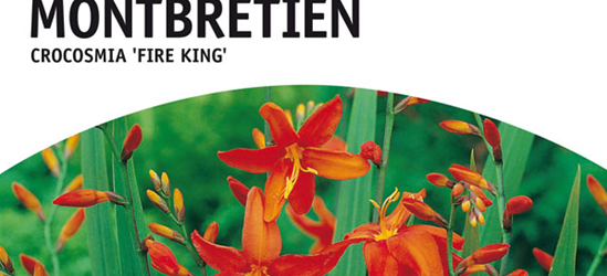 Montbretien Fire King 