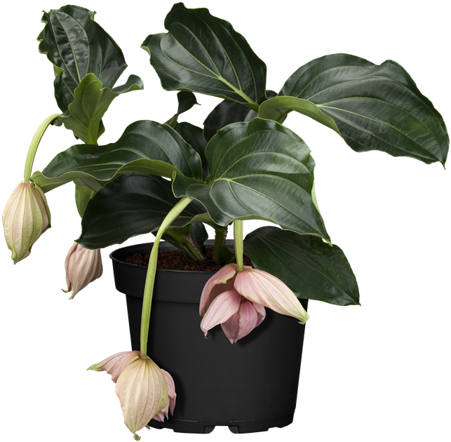 Medinilla Magnifica Lambada