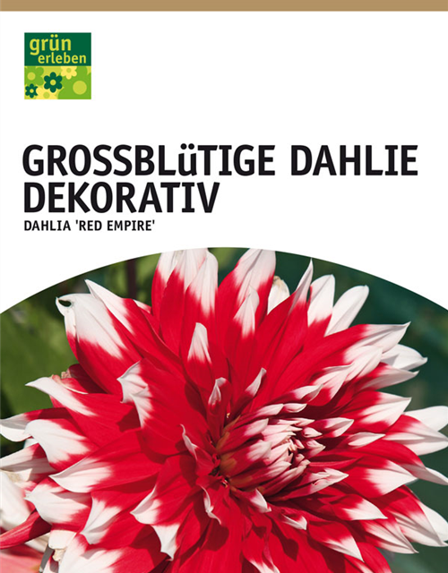 Dahlien Red Empire