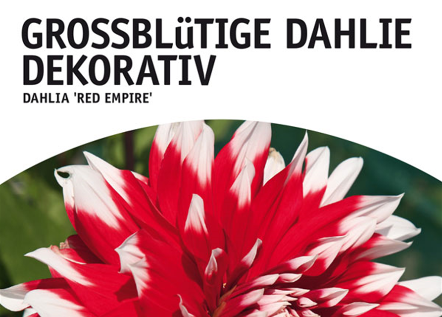 Dahlien Red Empire