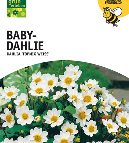 Dahlien Topmix weiss x1
