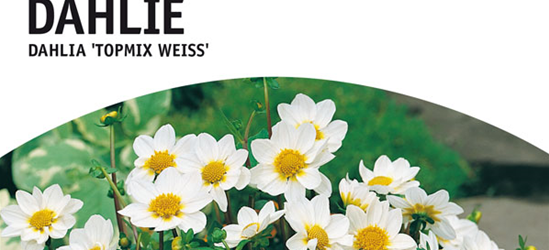 Dahlien Topmix weiss x1