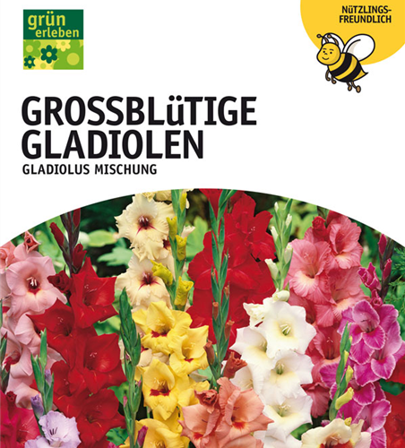 Gladiolen Mischung XXL