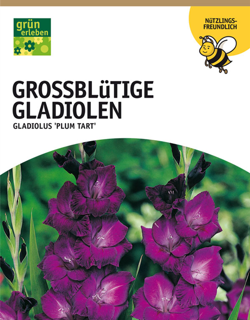 Gladiolen Plumtart 