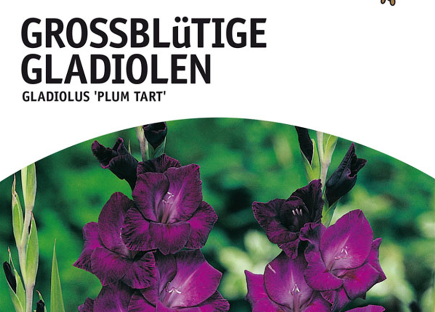Gladiolen Plumtart 