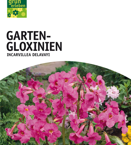 Incarvillea rosa 