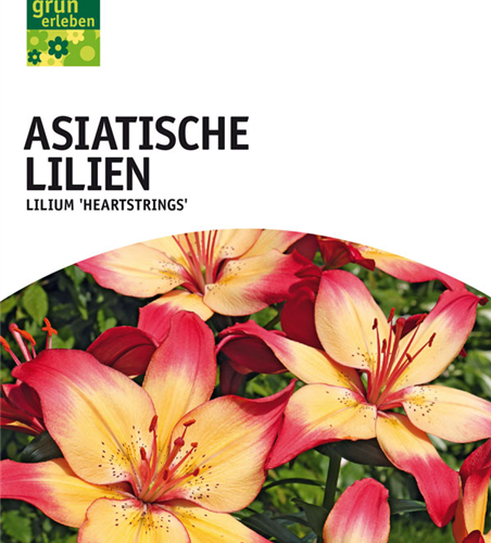 Lilien Heartstrings x2