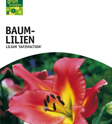 Lilien Satisfaction x2