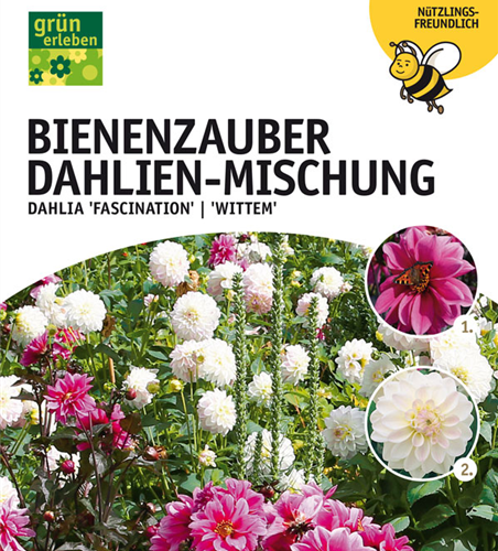 Dahlien Bienenzauber Mischung x4