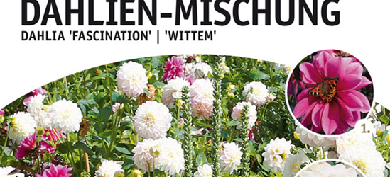 Dahlien Bienenzauber Mischung x4