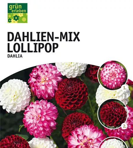 Dahlien Mischung Lollipop x4