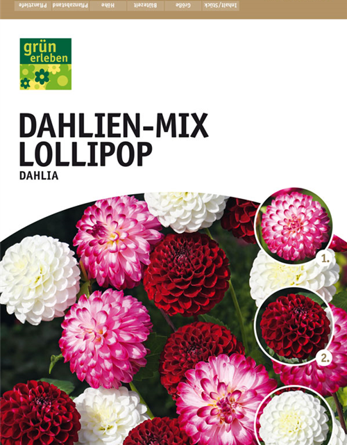 Dahlien Mischung Lollipop x4
