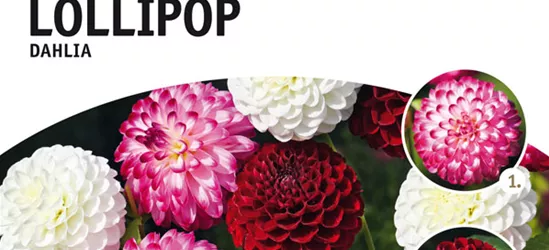 Dahlien Mischung Lollipop x4