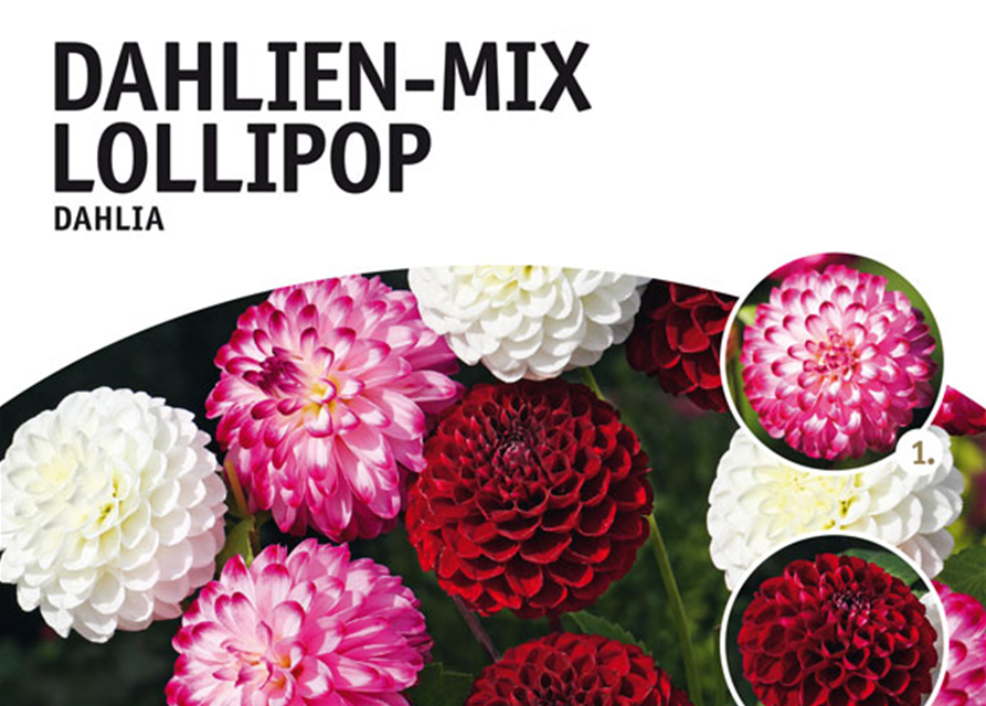 Dahlien Mischung Lollipop x4