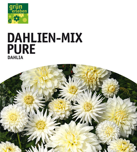 Dahlien Mischung Pure