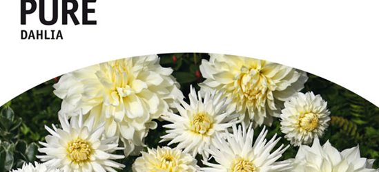 Dahlien Mischung Pure