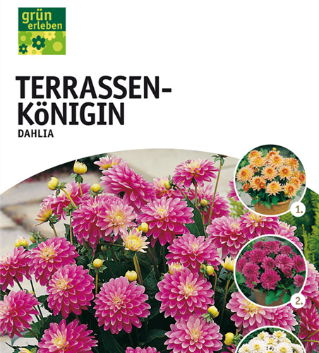 Dahlien Terrassekönigin Mischung 
