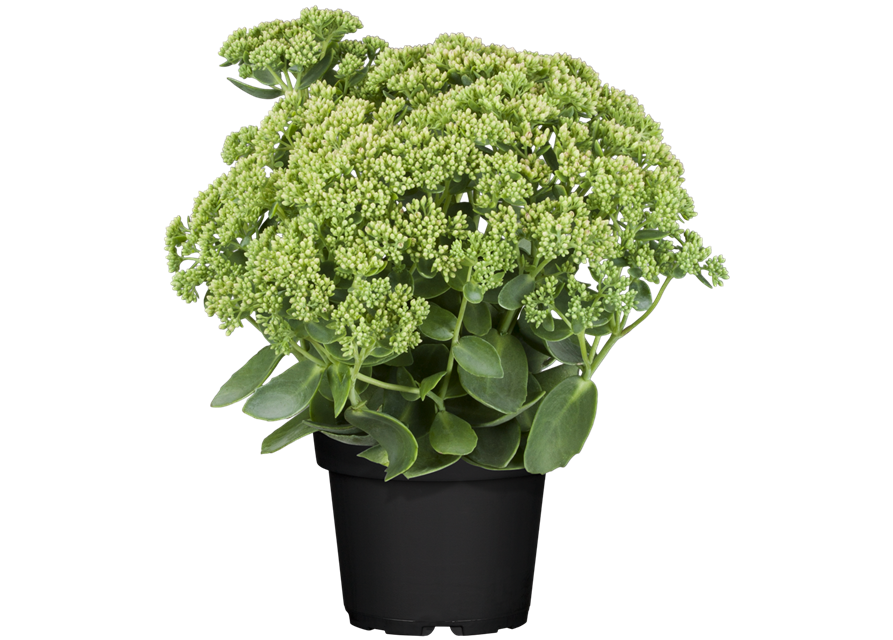 Sedum Tel.Autum Joy
