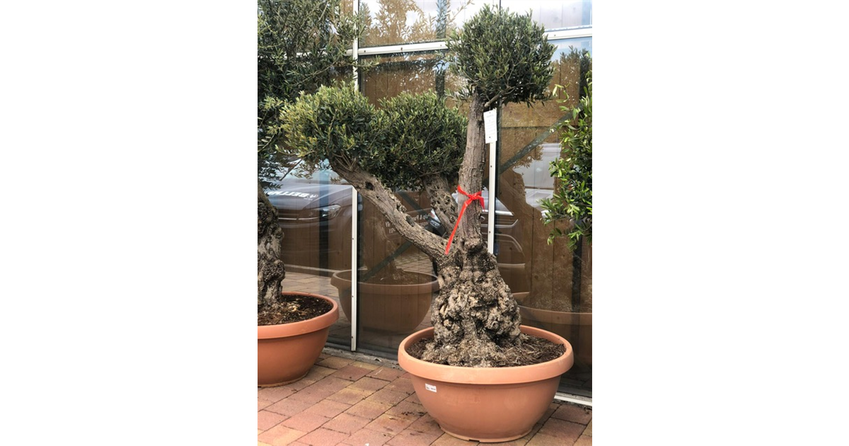 Olivenbaum Pom Pom, Olivenbaum