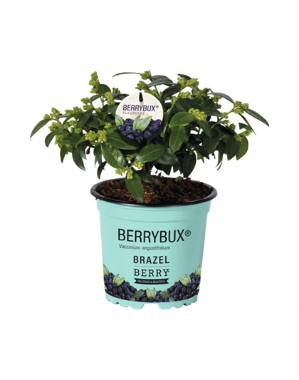 Heidelbeere, Blaubeeren Vaccinium BrazelBerry ® 'Berry Bux'