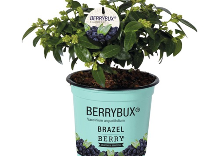 Heidelbeere, Blaubeeren Vaccinium BrazelBerry ® 'Berry Bux'