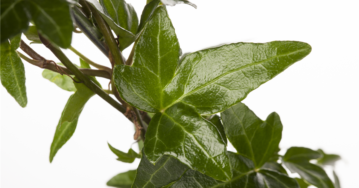 Hedera Helix , verschiedene Sorten Efeu