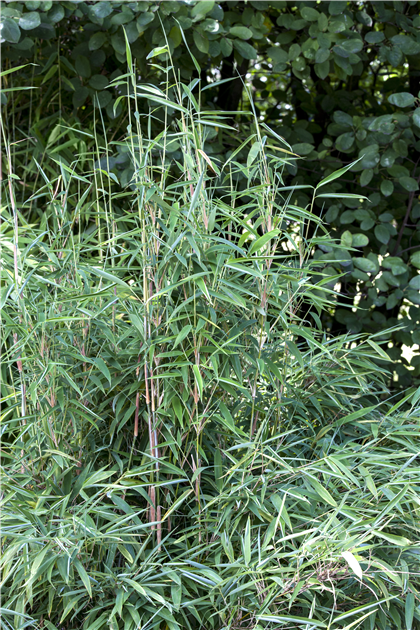 Fargesia murielae 'African Bamboo`, Gartenbambus 'Red Zebra'(s)