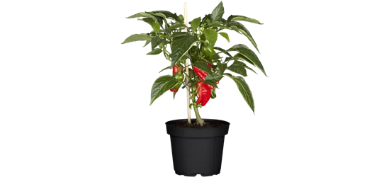 Blockpaprika Bontempi Rot Volmary