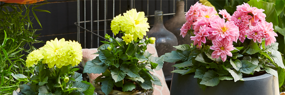 BE COLORFUL!  BE COLORFUL!