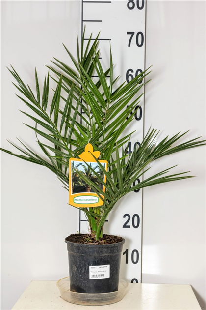 Kanarische Dattelpalme, Phoenix canariensis