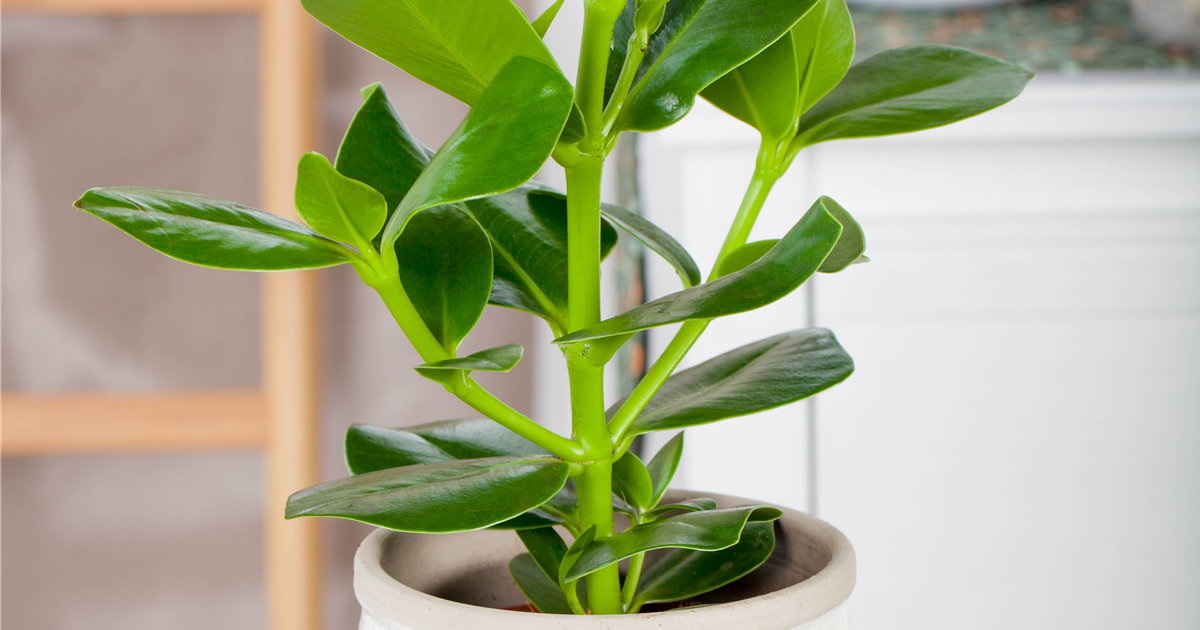 bio erde zimmerpflanzen Bio-Blumenerde kaufen