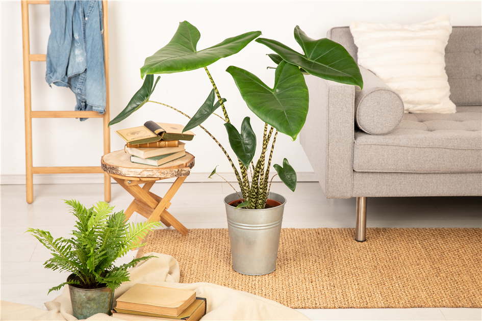 Alocasia Zebrina, Blattschmuckpflanze