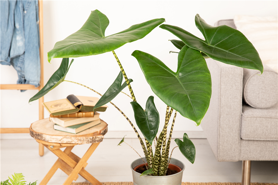 Alocasia Zebrina, Blattschmuckpflanze