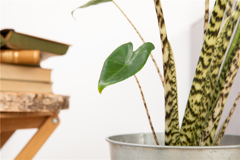 Alocasia Zebrina, Blattschmuckpflanze