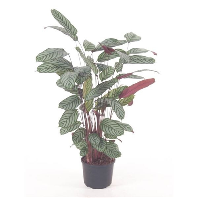 Calathea oppenheimiana