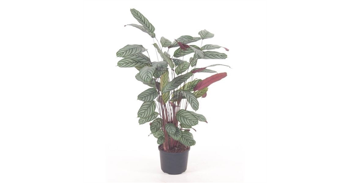 Calathea oppenheimiana , Korbmarante Calathea oppenheimiana