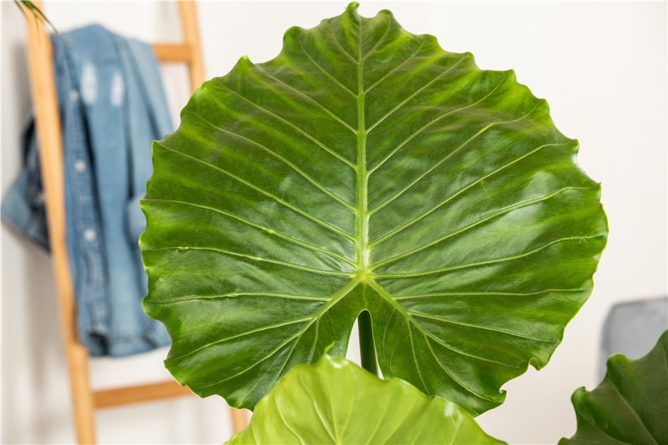 Alocasia Gageanan, Kleines Elefantenohr