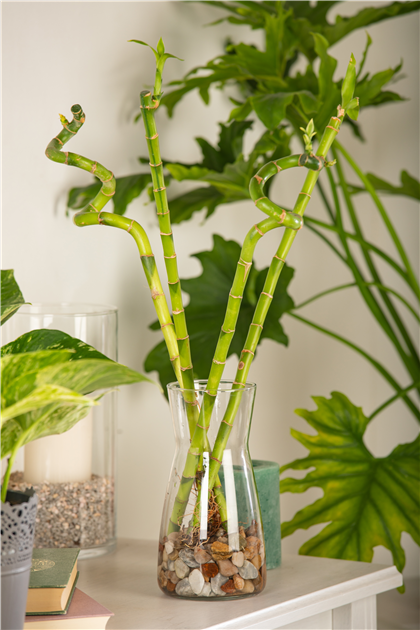 Lucky Bamboo Spirale, Glcksbambus
