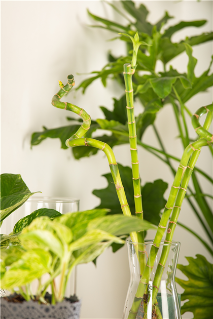 Lucky Bamboo Spirale, Glcksbambus
