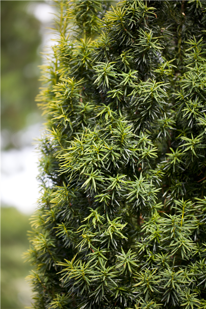 Taxus baccata 80-100cm hoch, Heckenpflanze