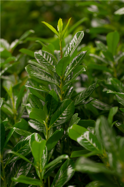 Kirschlorbeer Prunus Laurocerasus Novita, Prunus Laurocerasus Novita