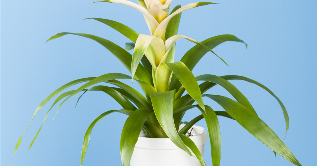 Bromelie, Minipflanze