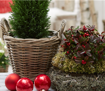 IMMERGRüNE OUTDOORSTARS