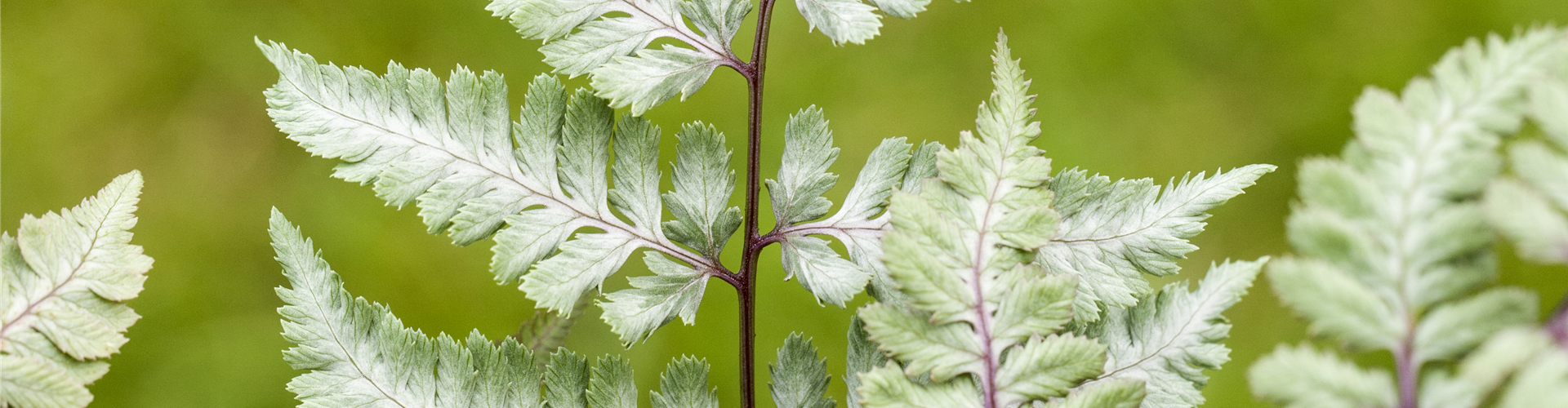 Athyrium niponicum var. pictum 'Silver Falls'