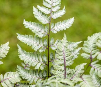PFLANZEN IM BADEZIMMER!