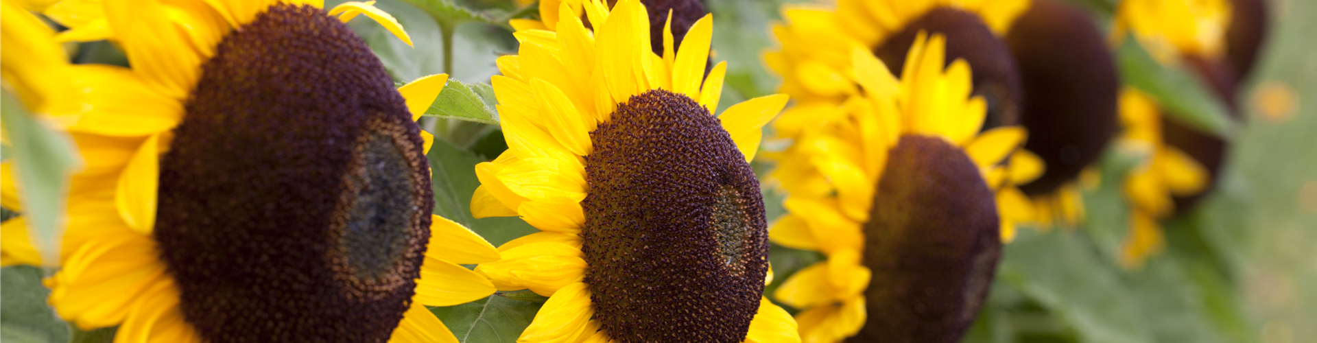 Helianthus annuus 'Big Smile'