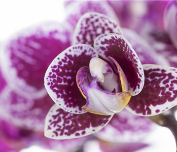 ORCHIDEEN FüR ANFäNGER UND PROFIS